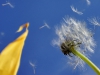 02_Pusteblume