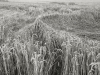 08_Kornwelle