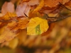 19_DSC04505