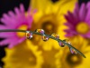 10_Wassertropfen