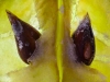 Apfel 1
